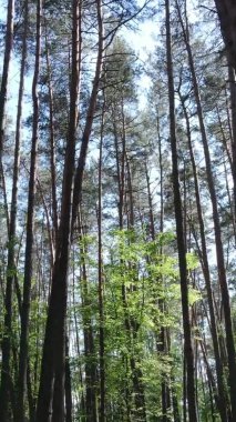 Yaz aylarında orman manzarasının dikey videosu, yavaş çekim