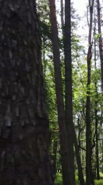 Yaz aylarında orman manzarasının dikey videosu, yavaş çekim