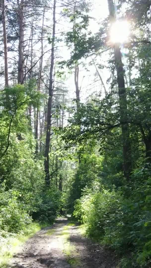 Вертикальное видео лесного пейзажа летом, замедленная съемка — стоковое видео