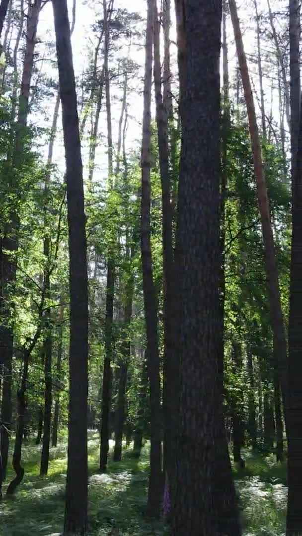 Vídeo vertical da paisagem florestal no verão, câmera lenta — Vídeo de Stock