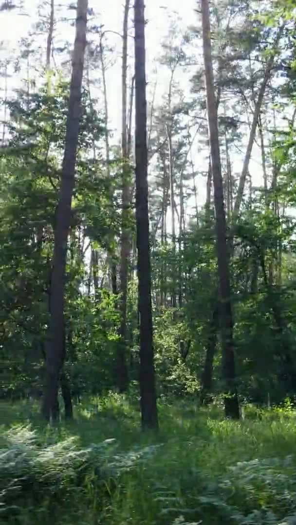 Pionowe wideo krajobrazu leśnego w lecie, zwolnione tempo — Wideo stockowe