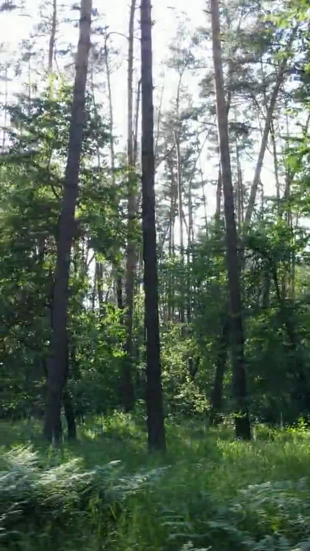 Вертикальное видео лесного пейзажа летом, замедленная съемка — стоковое видео