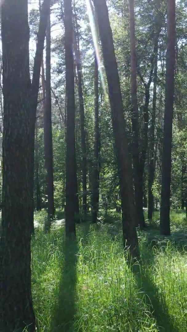Vertical video of forest landscape in summer, slow motion — Stock Video