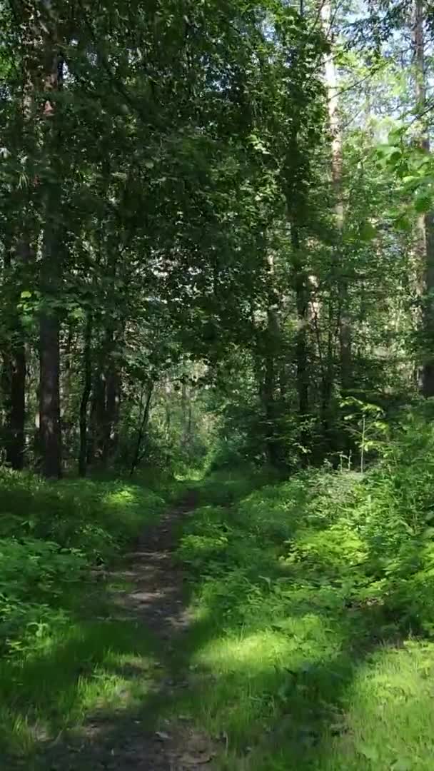 夏の森林景観の垂直ビデオ,スローモーション — ストック動画
