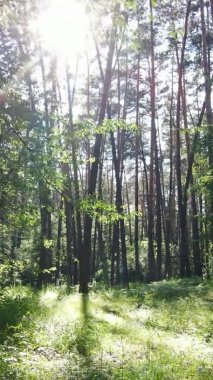 Yaz aylarında orman manzarasının dikey videosu, yavaş çekim