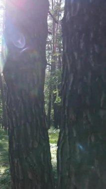 Yaz aylarında orman manzarasının dikey videosu, yavaş çekim