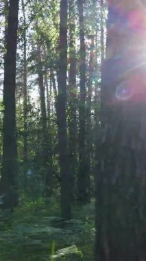 Yaz aylarında orman manzarasının dikey videosu, yavaş çekim