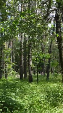 Yaz aylarında orman manzarasının dikey videosu, yavaş çekim