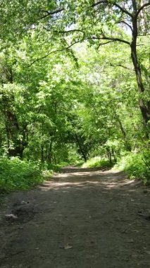 Yaz aylarında orman manzarasının dikey videosu, yavaş çekim