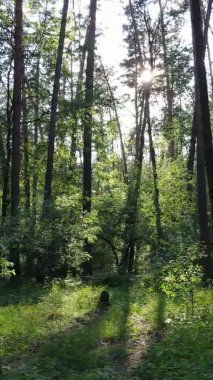 Yaz aylarında orman manzarasının dikey videosu, yavaş çekim