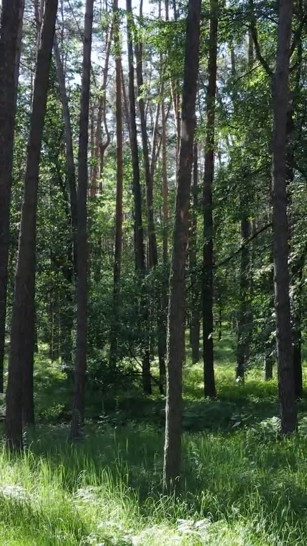 Video vertical al peisajului forestier în timpul verii, mișcare lentă — Videoclip de stoc
