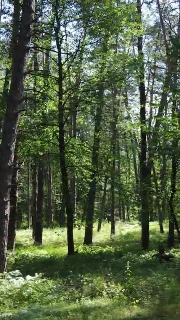 Vídeo vertical da paisagem florestal no verão, câmera lenta — Vídeo de Stock