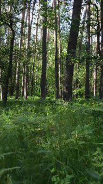 Yaz aylarında orman manzarasının dikey videosu, yavaş çekim