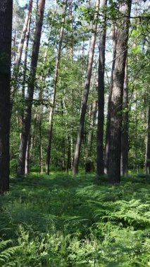 Yaz aylarında orman manzarasının dikey videosu, yavaş çekim