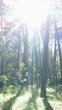 Yaz aylarında orman manzarasının dikey videosu, yavaş çekim