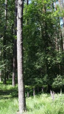 Yaz aylarında orman manzarasının dikey videosu, yavaş çekim