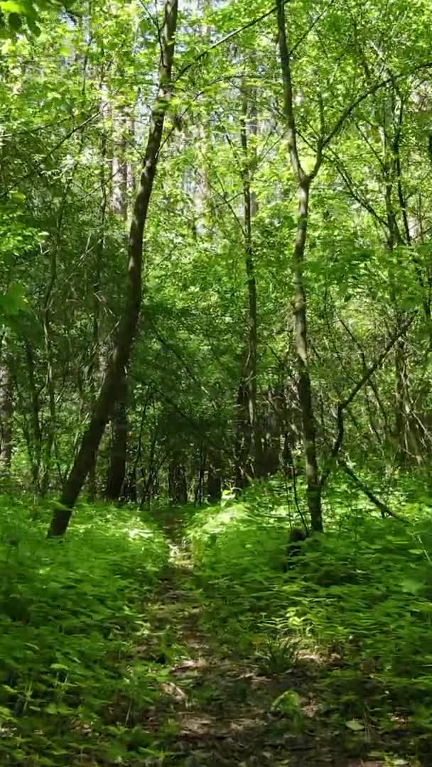 여름의 숲 풍경의 수직 영상, 느린 움직임 — 비디오