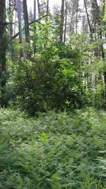 Yaz aylarında orman manzarasının dikey videosu, yavaş çekim