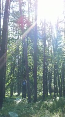 Yaz aylarında orman manzarasının dikey videosu, yavaş çekim