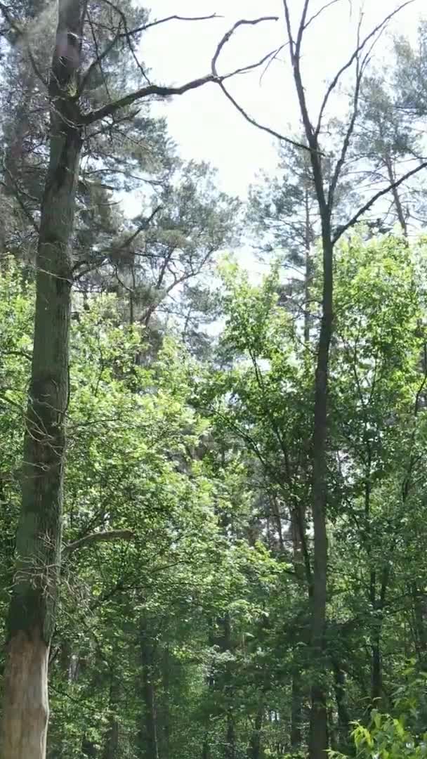 Vertikal video av skogslandskapet på sommaren, slow motion — Stockvideo
