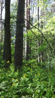 Yaz aylarında orman manzarasının dikey videosu, yavaş çekim