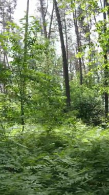 Yaz aylarında orman manzarasının dikey videosu, yavaş çekim