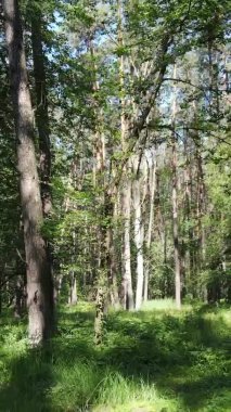 Yaz aylarında orman manzarasının dikey videosu, yavaş çekim