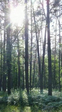 Yaz aylarında orman manzarasının dikey videosu, yavaş çekim