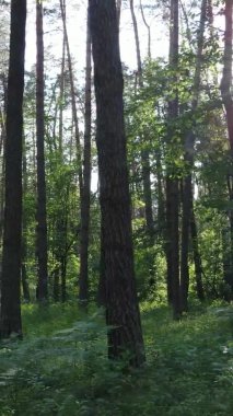 Yaz aylarında orman manzarasının dikey videosu, yavaş çekim