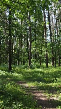 Yaz aylarında orman manzarasının dikey videosu, yavaş çekim