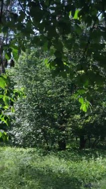 Yaz aylarında orman manzarasının dikey videosu, yavaş çekim