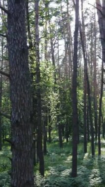 Yaz aylarında orman manzarasının dikey videosu, yavaş çekim