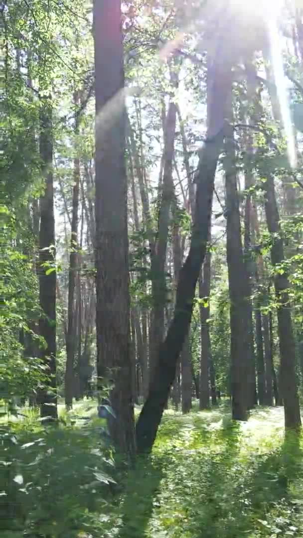 Vídeo vertical del paisaje forestal en verano, cámara lenta — Vídeo de stock