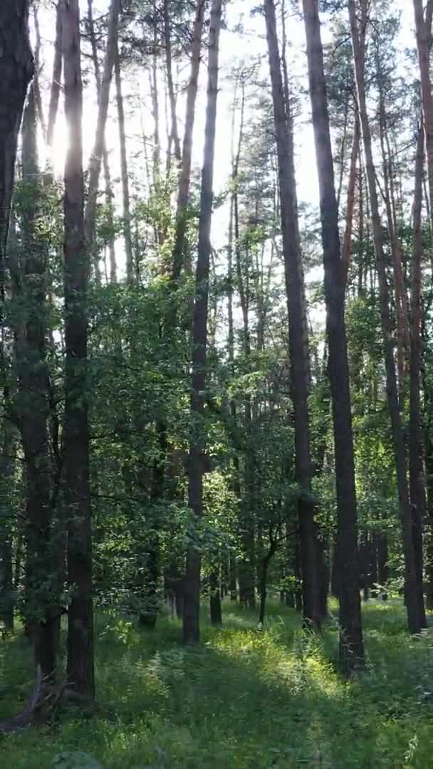 Vídeo vertical del paisaje forestal en verano, cámara lenta — Vídeos de Stock