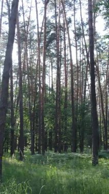 Yaz aylarında orman manzarasının dikey videosu, yavaş çekim