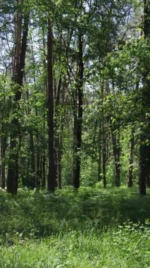 Yaz aylarında orman manzarasının dikey videosu, yavaş çekim