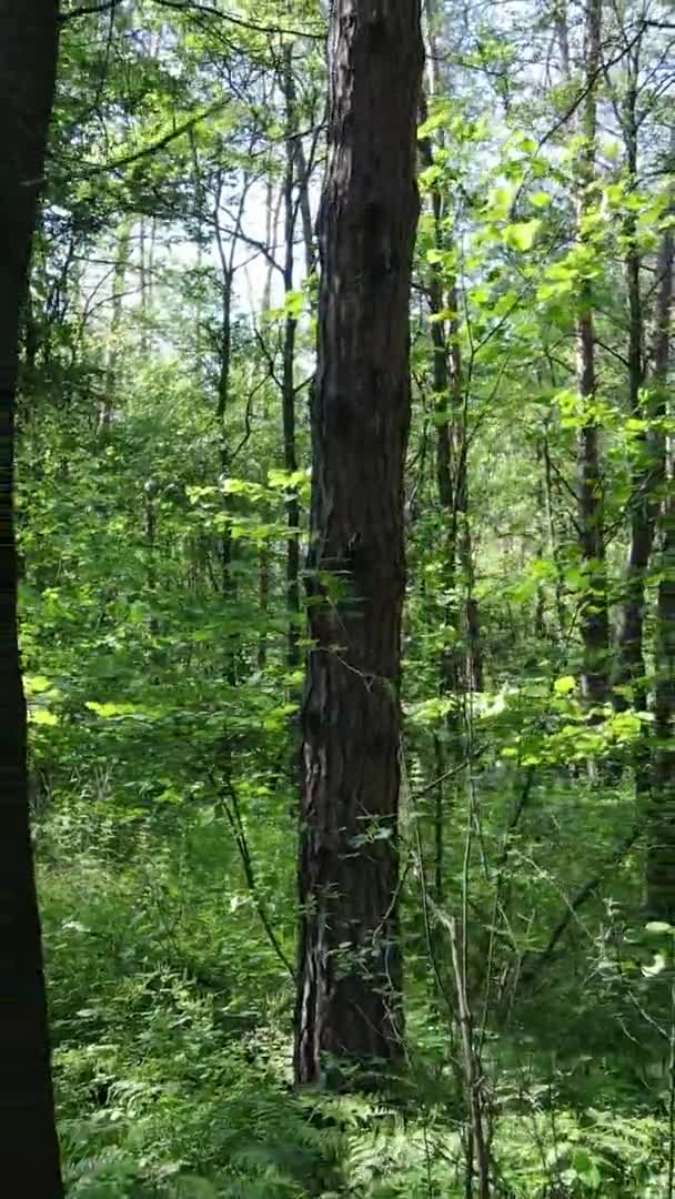 Függőleges videó az erdős tájról nyáron, lassított felvétel — Stock videók