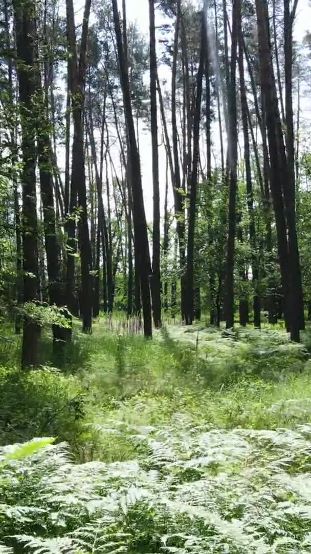उन्हाळ्यात वन लँडस्केपचा अनुलंब व्हिडिओ, हळू चळवळ — स्टॉक व्हिडिओ