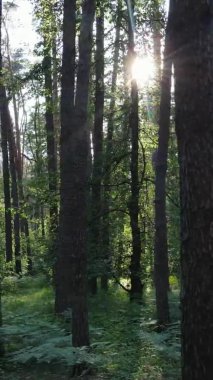 Yaz aylarında orman manzarasının dikey videosu, yavaş çekim