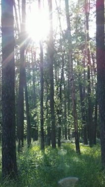 Yaz aylarında orman manzarasının dikey videosu, yavaş çekim