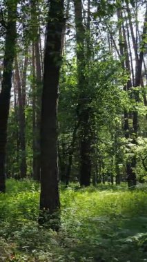 Yaz aylarında orman manzarasının dikey videosu, yavaş çekim