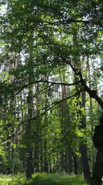 Yaz aylarında orman manzarasının dikey videosu, yavaş çekim