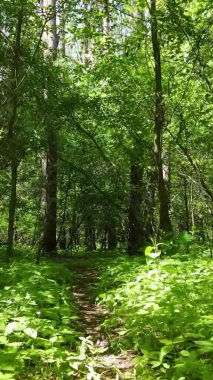 Yaz aylarında orman manzarasının dikey videosu, yavaş çekim