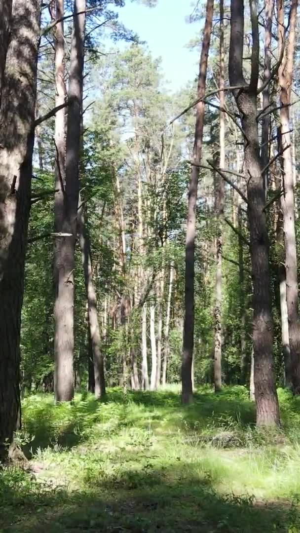 Vertikales Video der Waldlandschaft im Sommer, Zeitlupe — Stockvideo