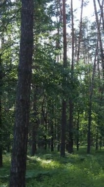 Yaz aylarında orman manzarasının dikey videosu, yavaş çekim