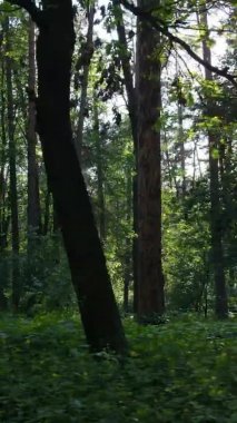 Yaz aylarında orman manzarasının dikey videosu, yavaş çekim