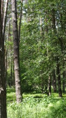 Yaz aylarında orman manzarasının dikey videosu, yavaş çekim