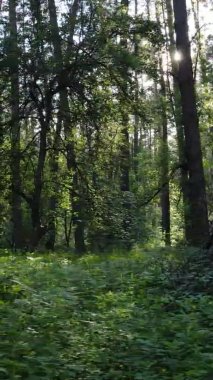 Yaz aylarında orman manzarasının dikey videosu, yavaş çekim