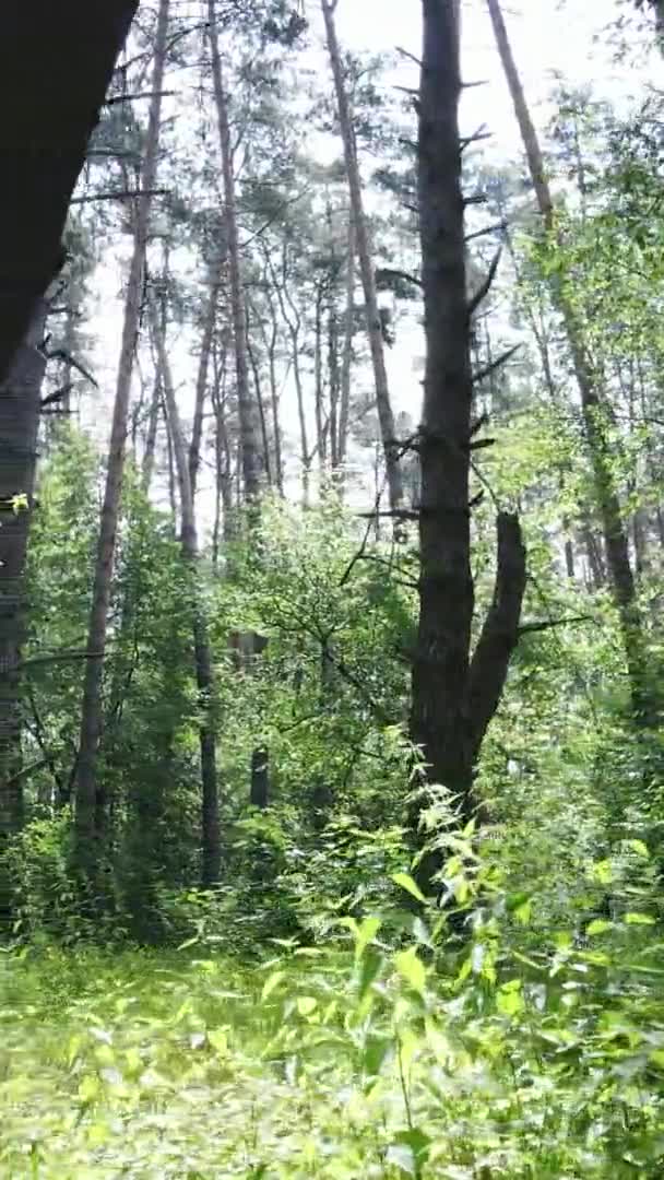 Vídeo vertical da paisagem florestal no verão, câmera lenta — Vídeo de Stock