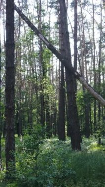 Yaz aylarında orman manzarasının dikey videosu, yavaş çekim